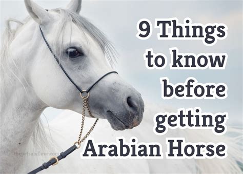 What You Should Know Before Buying An Arabian Horse