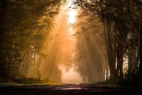 Road Forest Plants Sun Rays Mist Nature Trees Hd Wallpapers Desktop And Mobile Images