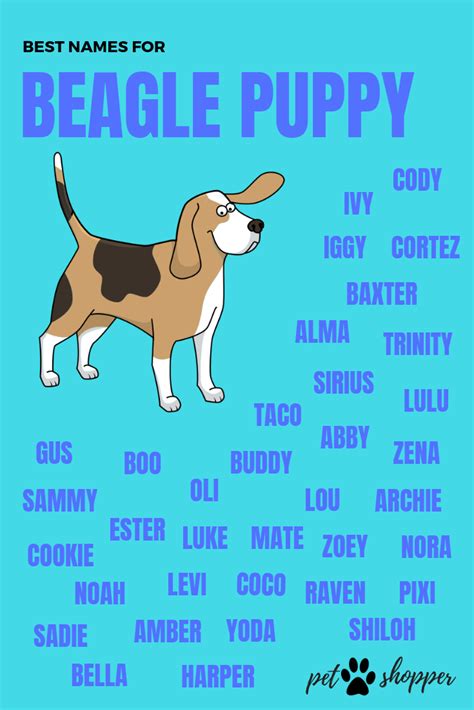 69 Female Beagle Puppy Names Photo Codepromos