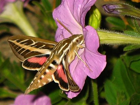 146 Best Images About Hummingbird Moth On Pinterest Hawk Moth Big