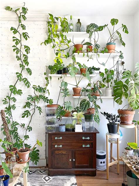 A Room Filled With Lots Of Potted Plants On Shelves Next To A Wooden