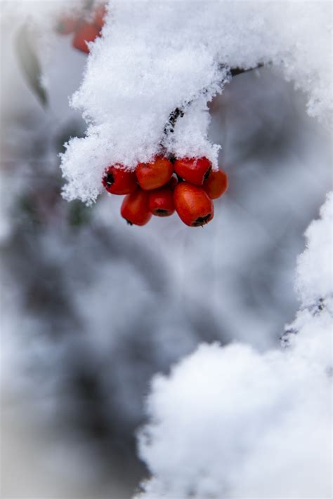 Red Berries And Snowy Branch Free Stock Photo Public Domain Pictures