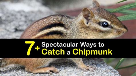 7 Spectacular Ways To Catch A Chipmunk Chipmunk Trap Chipmunk