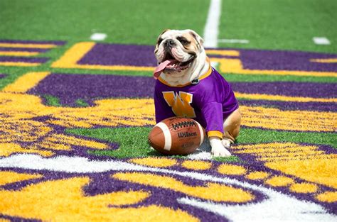 Ranking College Footballs 28 Live Dog Mascots