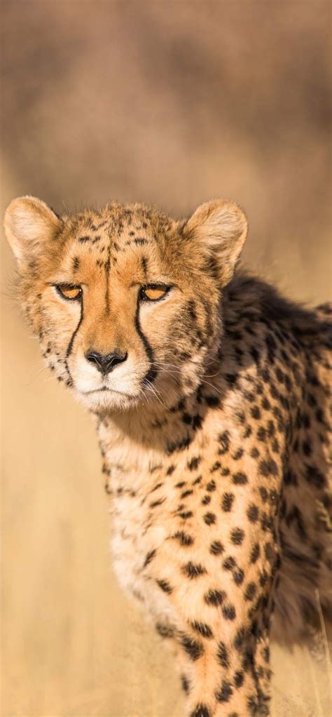 About Wild Animals Photo Of A Cheetah African Animals Photography