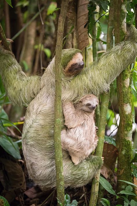 Hoffmanns Two Toed Sloth Choloepus Hoffmanni By Petr Simon
