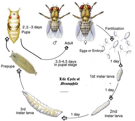 Introduction To Drosophila IntechOpen