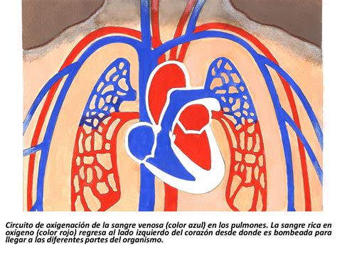 Circulacion Pulmonar Cardiosaudeferrol