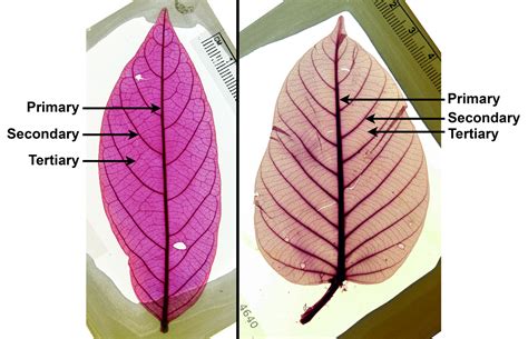 Angiosperm Leaf Architecture Digital Atlas Of Ancient Life