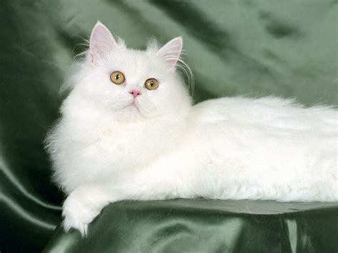Persian Cat Wallpapers Animals Library