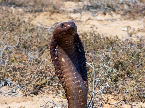 Cape Cobra Naja Nivea From Lamberts Bay Western Cape Dangerously