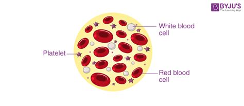 Platelet Structure And Function