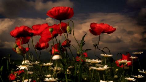 Wallpaper Poppies Daisies Flowers Meadow Sky Clouds Evening Hd