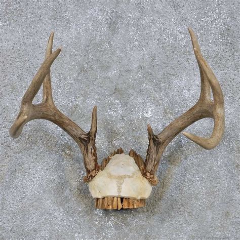 Whitetail Deer Antler Mount For Sale 14291 The Taxidermy Store
