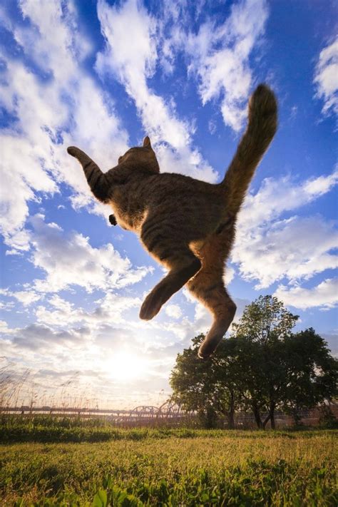 Fly Away By Seiji Mamiya 500px Cat Photography Cats And Kittens