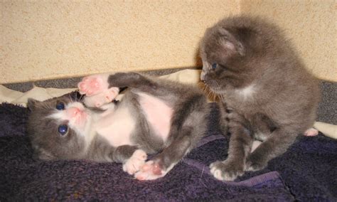 Playing Kittens Free Stock Photo Public Domain Pictures