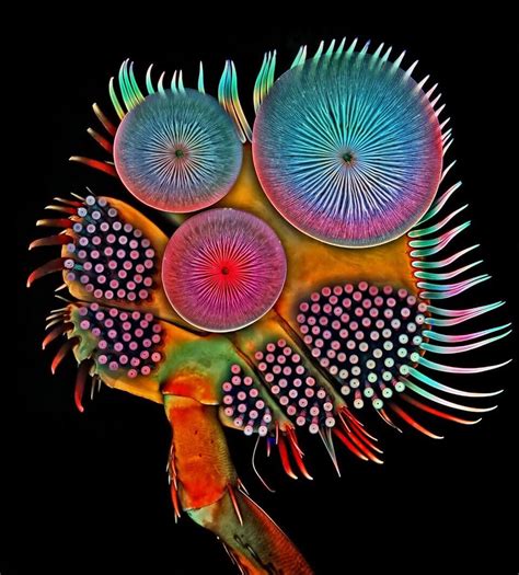 The Unique And Stunning World Of Microscopic Images Truly Deeply