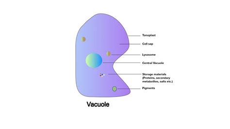 Explain The Structure Of The Vacuole
