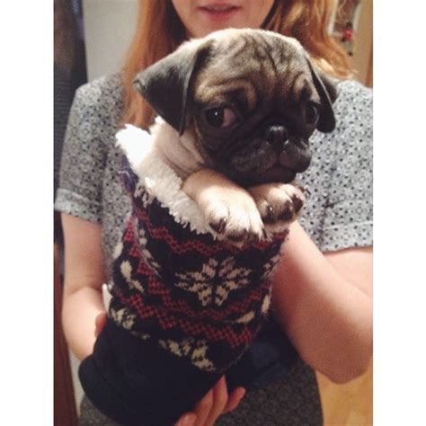 20 Pugs In Uggs Who Prove Theyre Anything But Basic Barkpost