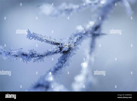 Ice Crystals On The Branches Stock Photo Alamy