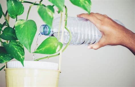 Applying water to already saturated soil assures it will race out the pot's bottom, flooding over the drip tray. How To Prevent Indoor Plants From Leaking Water ...
