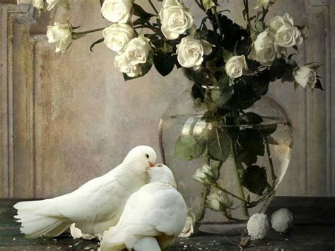Doves ♡ Love Birds Beautiful Birds Simply Beautiful Beautiful
