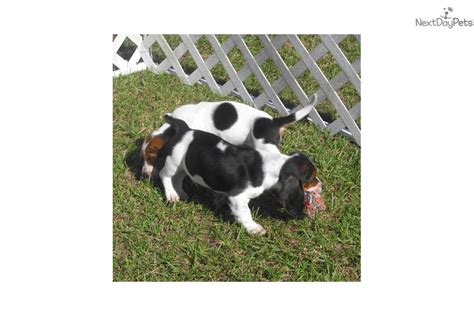 Basset hound is known as the happy breed. this breed enjoys life and people. Buster: Basset Hound puppy for sale near Dallas / Fort Worth, Texas. | 4f5dcbb2-6ae1