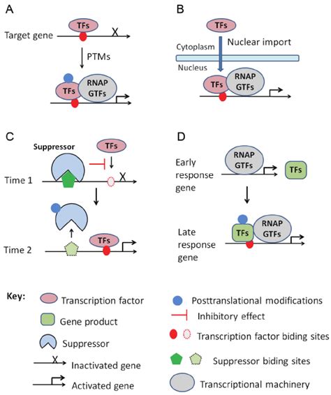 Molecular Mechanisms Of Transcriptional Regulation By Sequence Specific