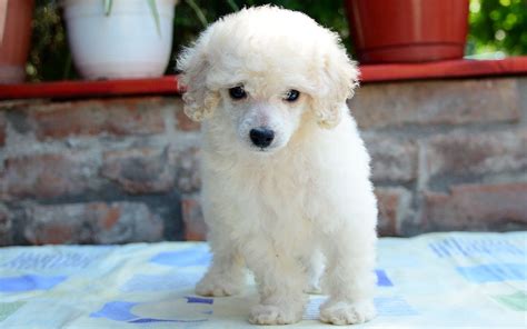 I have an outstanding litter of miniature poodle puppies who are a great example of the breed. Miniature Poodle Puppies Breed information & Puppies for Sale