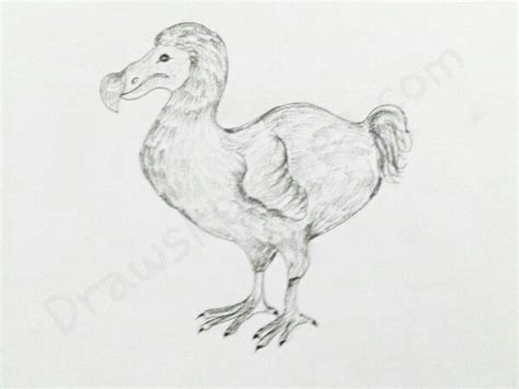 How To Draw A Dodo In A Few Easy Steps With Pictures Avec Images