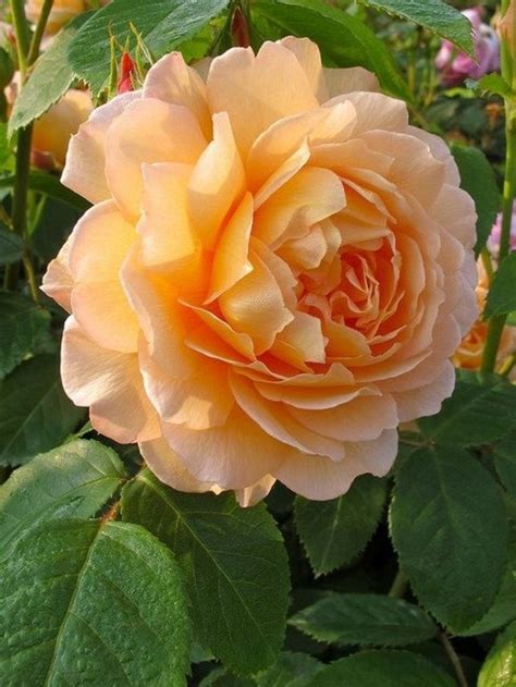 76 Gorgeous Roses Youll Wish You Could Grow Beautiful Rose