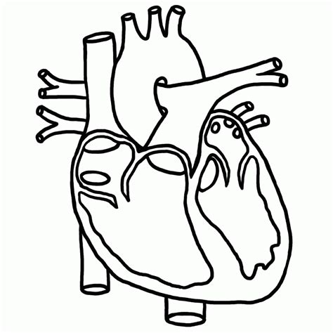Anatomical Heart Coloring Page Coloring Home