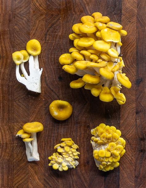 Foraging Golden Oyster Mushrooms Pleurotus Citrinopileatus