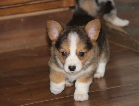Check out our corgi puppies selection for the very best in unique or custom, handmade pieces from our pet accessories shops. Pembroke Welsh Corgi Puppies For Sale | Houston, TX #267699