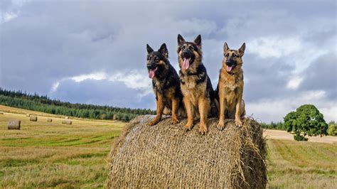Are German Shepherds Natural Dogs