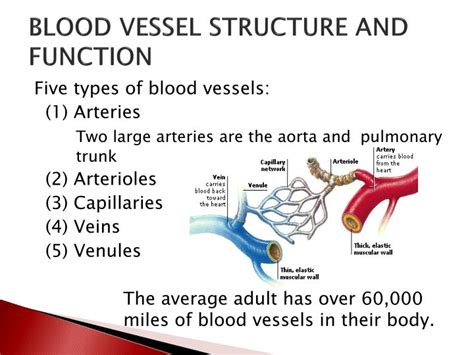Ppt Chapter 16 The Cardiovascular System Powerpoint Presentation
