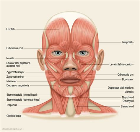Muscle Diagram Facial Muscles Anatomy Head Muscles