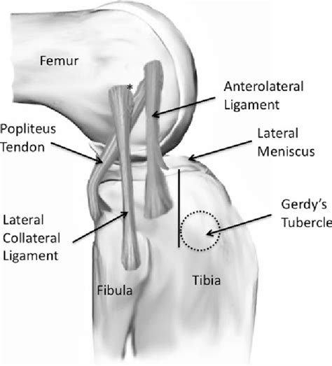 Popliteus Muscle Structure Semantic Scholar