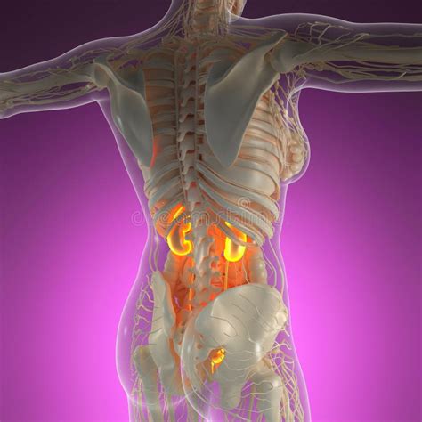 Wetenschappelijke Anatomie Van Het Menselijk Lichaam Bij Straling Met Gloed Nieren Stock