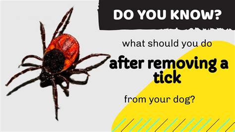 What Should You Do After Removing A Tick From Your Dog Dogs Owners