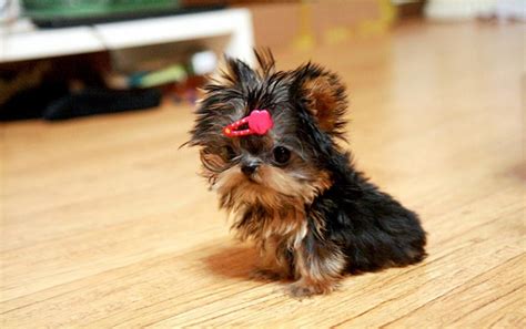 We have the most adorable small breed puppies for sale in ohio and nearby states: Cute Healthy Yorkshire Terrier Puppy for Adoption - Dogs & Puppies