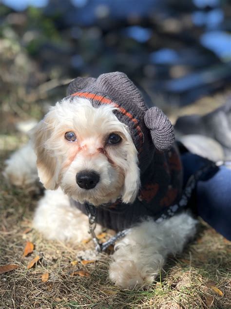 … is a well socialized and adorable cavachon pup in search of. Cavachon Puppies For Sale | Wadsworth Avenue, New York, NY ...