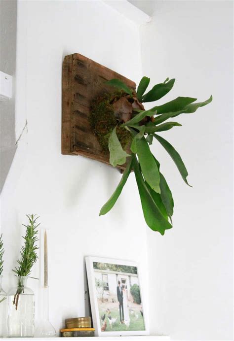 Diy How To Hang A Staghorn Fern Gardenista