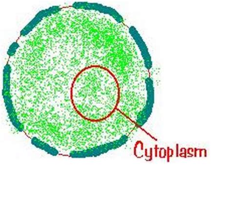 Cytoplasm The Region Of The Cell Within The Membrane That Includes