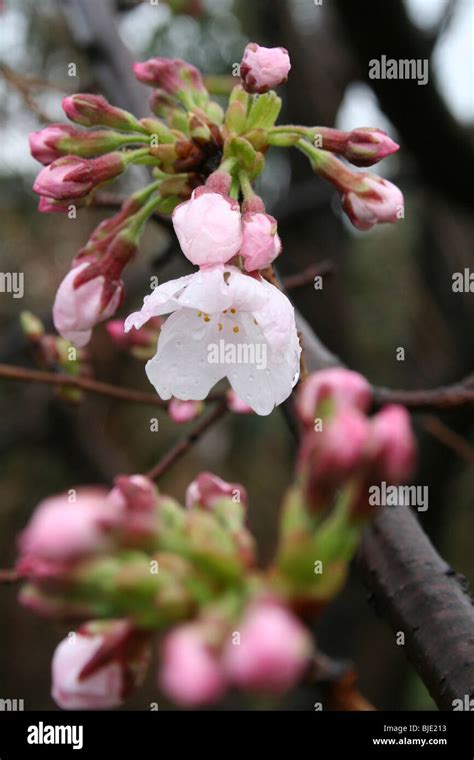 Cherry Blossoms After Raining Stock Photo Alamy