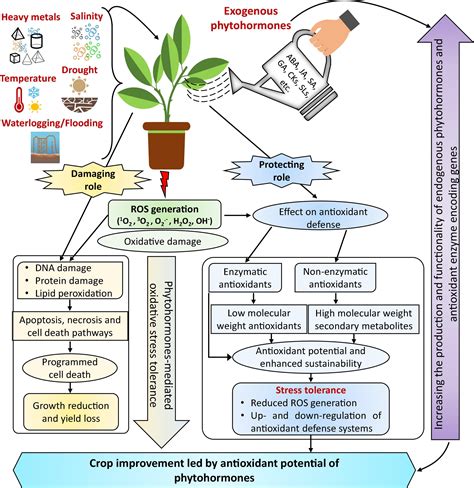 Frontiers Plant Hormones And Neurotransmitter Interactions Mediate