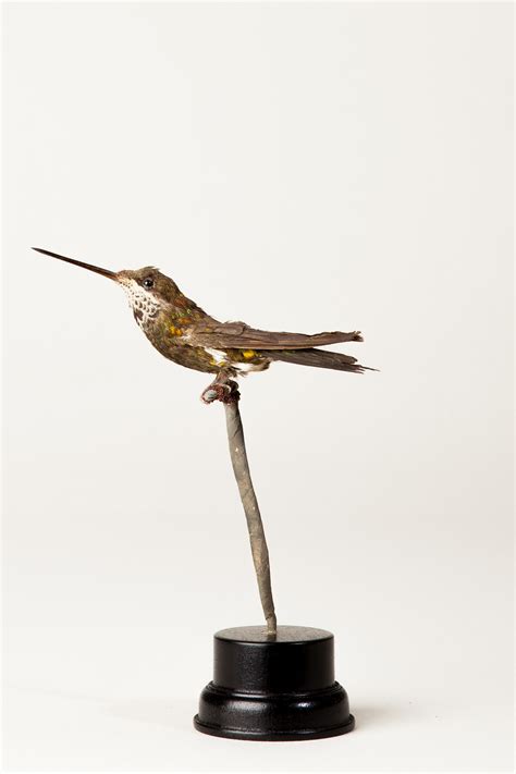 Taxidermy Brown Inca Hummingbird
