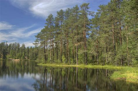 Photo 875 22 Lake And Pine Forest Near Orekhovo North