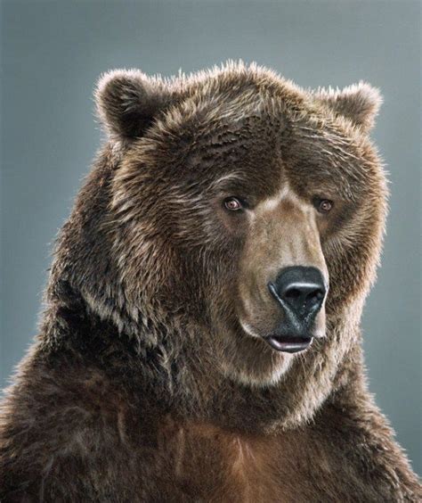 Portraits Of Bears By Jill Greenberg 32 Photos With