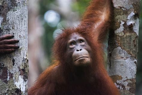 Tags Animal Welfare Opinion Palm Oil